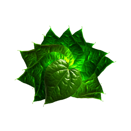 Bangladeshi Paan 500g